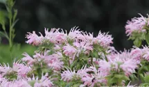Monarda fistulosa 'Fishes'