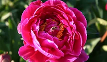 Paeonia lactiflora 'Karl Rosenfield'