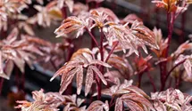 Paeonia lactiflora 'Karl Rosenfield'