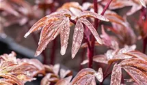 Paeonia lactiflora 'Karl Rosenfield'