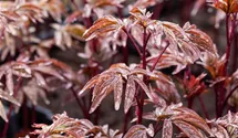 Paeonia lactiflora 'Karl Rosenfield'