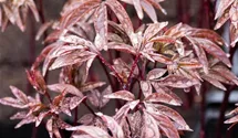 Paeonia lactiflora 'Karl Rosenfield'