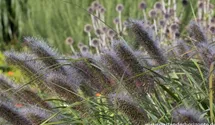 Pennisetum alopecuroides 'Red Head'