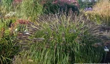 Pennisetum alopecuroides 'Red Head'