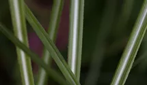 Miscanthus sinensis 'Federweißer'