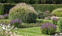 Miscanthus sinensis 'Federweißer'