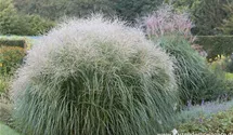 Miscanthus sinensis 'Federweißer'