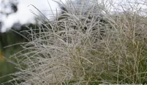 Miscanthus sinensis 'Federweißer'