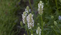 Nepeta nervosa 'Schneehäschen'