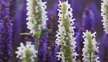 Nepeta nervosa 'Schneehäschen'