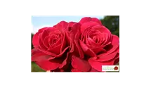 Rosa 'Bellevue'®