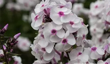 Phlox paniculata 'Ice Cream'