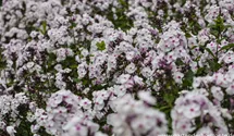 Phlox paniculata 'Ice Cream'