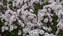 Phlox paniculata 'Ice Cream'