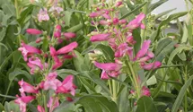 Penstemon barbatus 'Praecox Nanus Rondo'