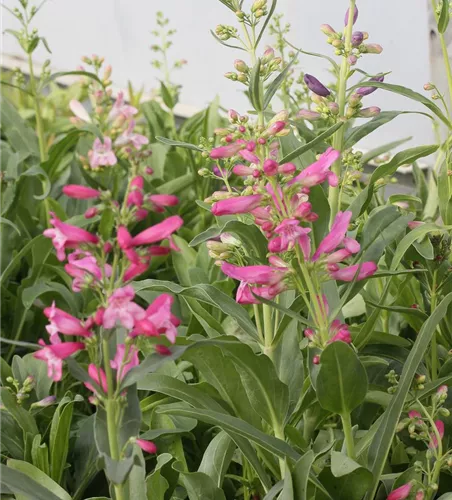 Bartfaden 'Praecox Nanus Rondo'