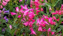 Penstemon barbatus 'Praecox Nanus Rondo'