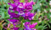 Penstemon barbatus 'Praecox Nanus Rondo'