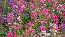 Penstemon barbatus 'Praecox Nanus Rondo'