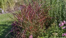 Panicum virgatum 'Kurt Bluemel'
