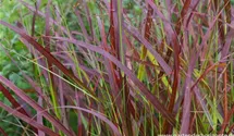 Panicum virgatum 'Kurt Bluemel'