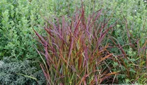 Panicum virgatum 'Kurt Bluemel'