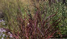 Panicum virgatum 'Kurt Bluemel'