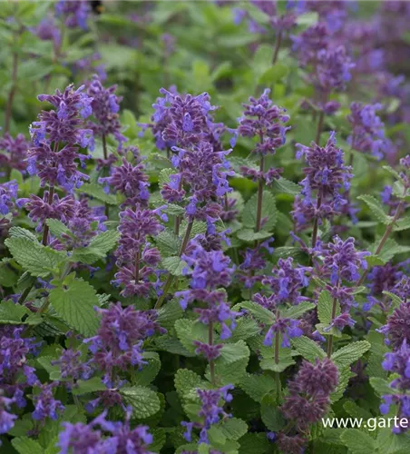 Kaukasus-Katzen-Minze 'Odeur Citron'