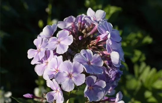 Hohe Garten-Flammenblume