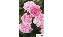 Rosa 'Rosengräfin Marie Henriette'®
