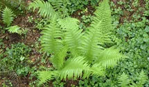 Polystichum setiferum 'Proliferum'
