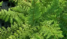 Polystichum setiferum 'Proliferum'