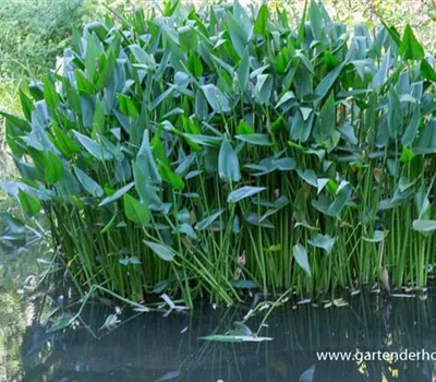 Herzblättrige Hechtkraut