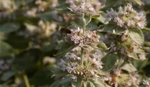 Pycnanthemum pilosum