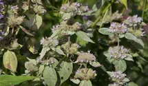 Pycnanthemum pilosum