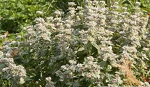 Pycnanthemum pilosum