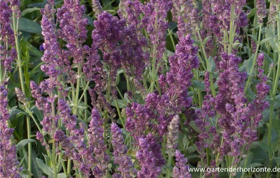 Blüten-Salbei