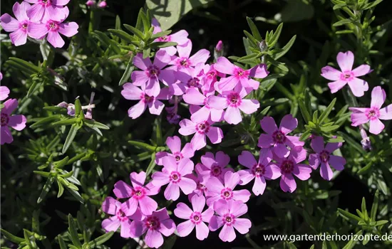 Garten-Teppich-Flammenblume 'Zwergenteppich'