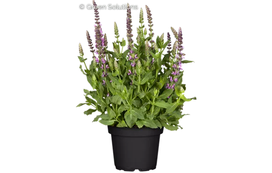 Garten-Blüten-Salbei 'Sensation Deep Rose'®