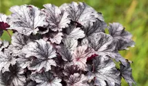 Heuchera micrantha 'Cinnabar Silver'