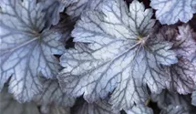 Heuchera micrantha 'Cinnabar Silver'