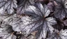 Heuchera micrantha 'Cinnabar Silver'
