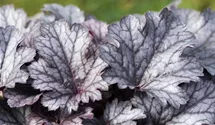 Heuchera micrantha 'Cinnabar Silver'