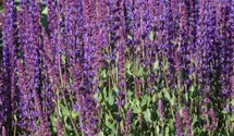Salvia nemorosa 'Tänzerin'