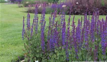 Salvia nemorosa 'Tänzerin'