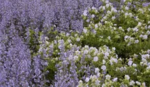 Salvia nemorosa 'Tänzerin'