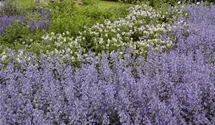 Salvia nemorosa 'Tänzerin'
