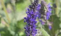 Salvia nemorosa 'Viola Klose'