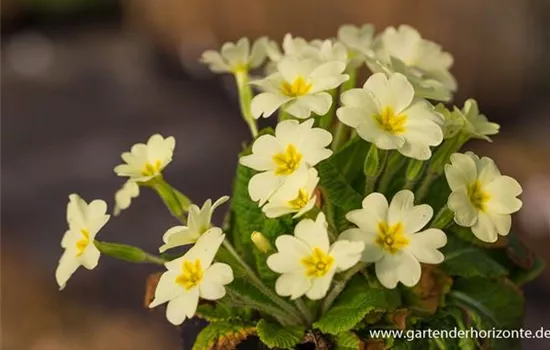 Kissen-Primel (Wildform)