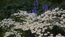 Tanacetum corymbosum